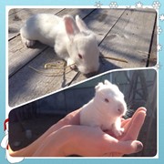 Кролики самки фото