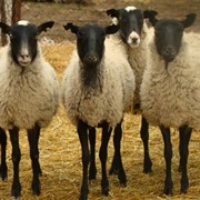 Романовская порода овец молодых (до 6 месяцев)