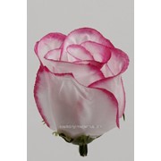 Роза бутон (5 см, 1 шт), белый/розовый фотография
