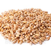 Зерно фуражное пшеницы, Ячмень фуражный, доставка, экспорт, Костанай, Казахстан фото