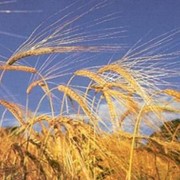 Зерновые культуры, зерно, экспорт зерна фотография