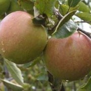 Саженцы яблони Джонаголд фото