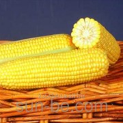 Семена кукурузы суперсладкой Оверленд F1 фотография