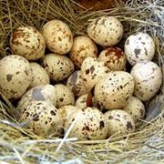 Инкубационные перепелиные яйца фотография