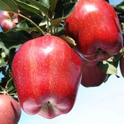 Яблоки сорта «Ред делишес» продукты здоровья фото