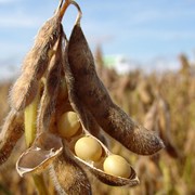 Семена сои сорта Супра Украина фото