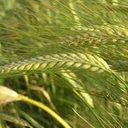 Семена озимой пшеницы Антоновка фотография