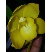 Цимбидиум Орхидея фото