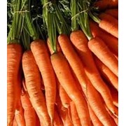 Морковь сортовая