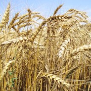 Купим пшеницу в Житомирской области фото