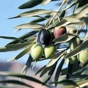 Сок листьев оливкового дерева. фото