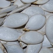 Семена тыквы Стофунтовая (Волошская). фото
