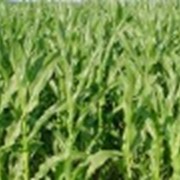 Гибрид кукурузы Запорожский 333 МВ фото