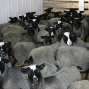 Овцеводство, козоводство фото