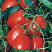 Томат Кустовой Дональд, купить помидор Дональд, помидор, томаты, купить томат и помидор