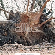 Корчевка и удаление пней Киев Киевская область Белая Церковь фото