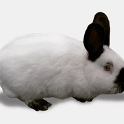 Кролик Калифорнийский фото