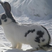 Продажа племенных кроликов-гигантов Немецкий пестрый фотография