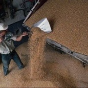 Переработка зерновых на крупу фото