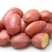 Картофель розовый фото