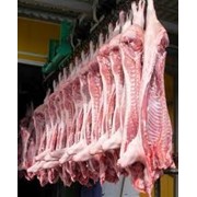 Мясо свинины полутуши охлажденное, купить мясо фото