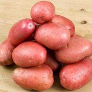 Семенной картофель из Беларуси.Картофель Журавинка