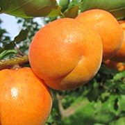 Продаем саженцы абрикоса фото