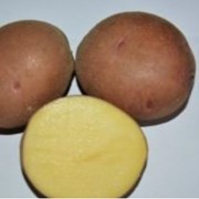 Семенной картофель из Беларуси.Картофель Першацвет