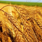 Пшеница, зерна пшеницы фото