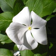 Семена для цветов Vinca F1 (Catharanthus roseus) White фото
