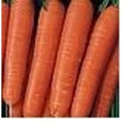 Семена моркови Нантик фото