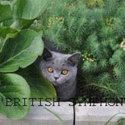 Британские кошки