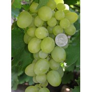 Черенки винограда ранних сортов. Аксинья (8-6)