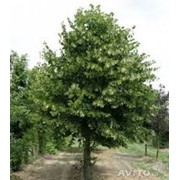 Липа мелколистная аллейное дерево Tilia cordata высота 150-170см