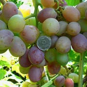 Саженцы винограда Граф Монтекристо фотография