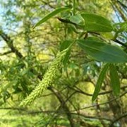Ива Salix Alba Chermesina Britzenzis 60-90