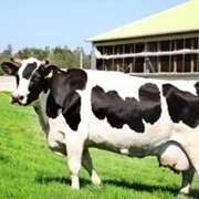 Голштинская порода (Голштино-фризы) коров фото