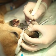 Лечение зубов животных фото