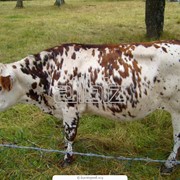 Разведение коров