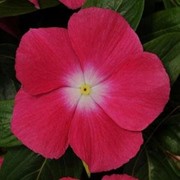 Семена цветов Катарантус Медитер (Ампельный) 100 шт. темно-розовый фото