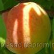 Саженцы персика сорт "Солнечный"
