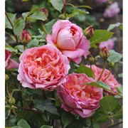 Саженцы роз Boscobel фото