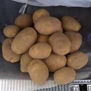 Продовольственный картофель 5+ из РБ без посредников