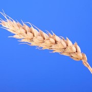 Зерно, зерновые фото