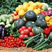 Семена овощей в ассортименте фотография