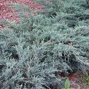 Можжевельник китайский Juniperus chinensis Stricta 20-60 C2