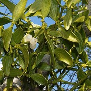 Омелы лист, Пиона корни, Расторопши плоды