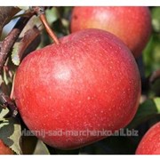 Яблоня сорт Лигол. фото
