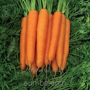 Семена моркови 100 000 семян Стромболи F1 Clause