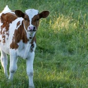 Скот крупный рогатый взрослый молочного стада фотография
